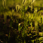 jedna obyčejná z večera