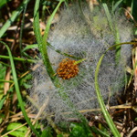 Spiders' nest