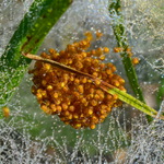 Spiders' nest