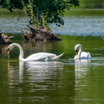 Manželé na obědě