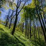 Velká Javořina - prales