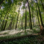 Velká Javořina - medvědí česnek