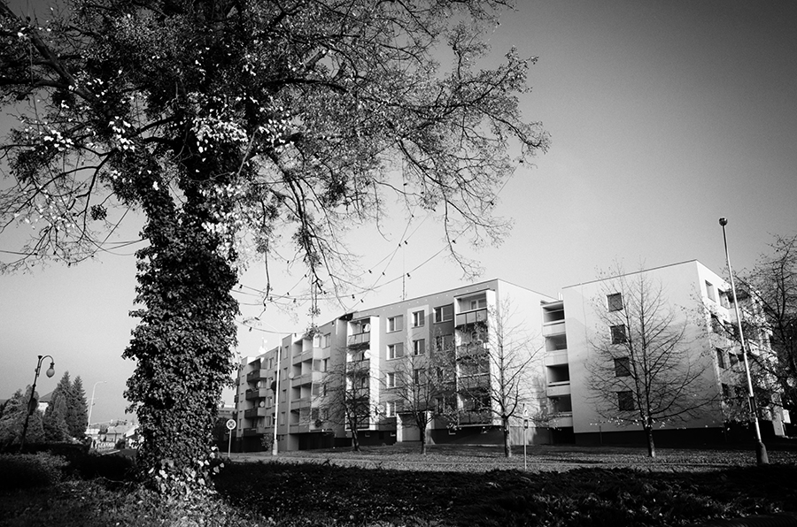 stromy a my – lípa