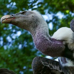 Lednice sokolnické ukázky