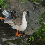 Husí gymnasta u Berounky