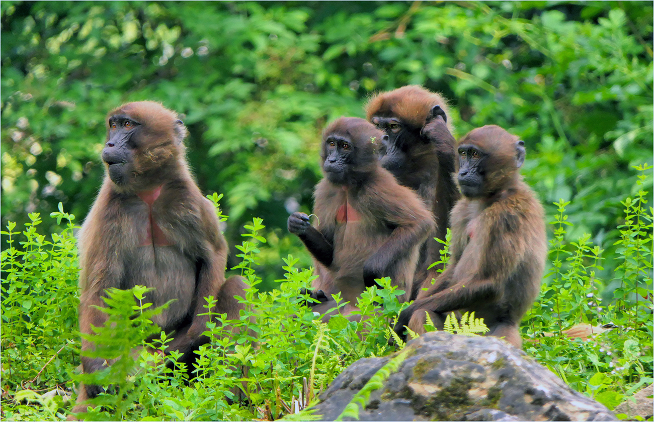 Něco se tam děje... (1)
