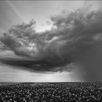 Nad makovým polem II