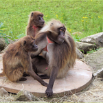 Něco se tam děje... (2)