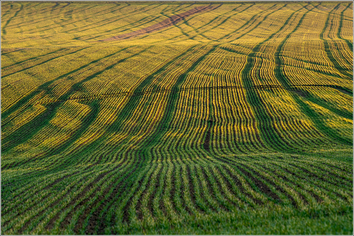 Zelený koberec na kopci