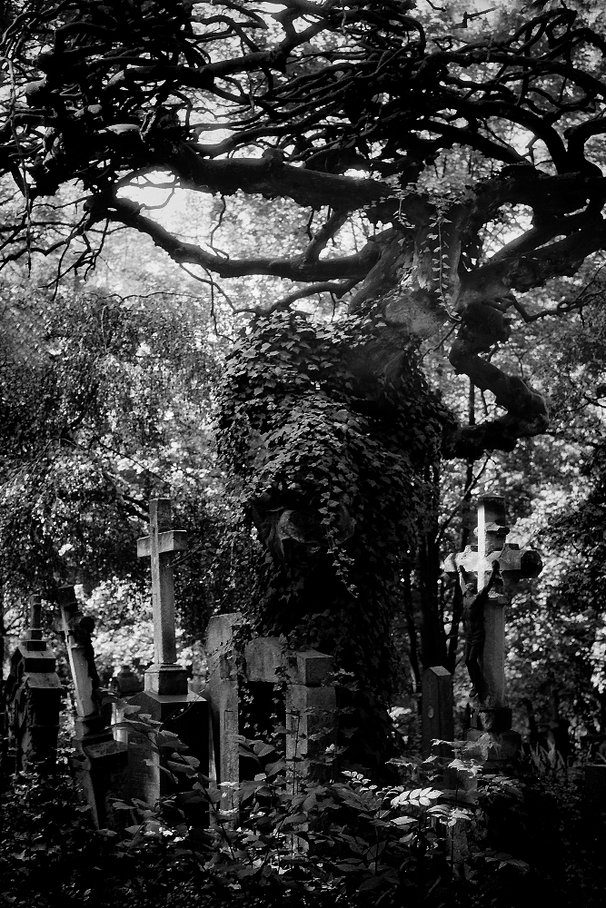 Zahrady ticha a zapomnění...7