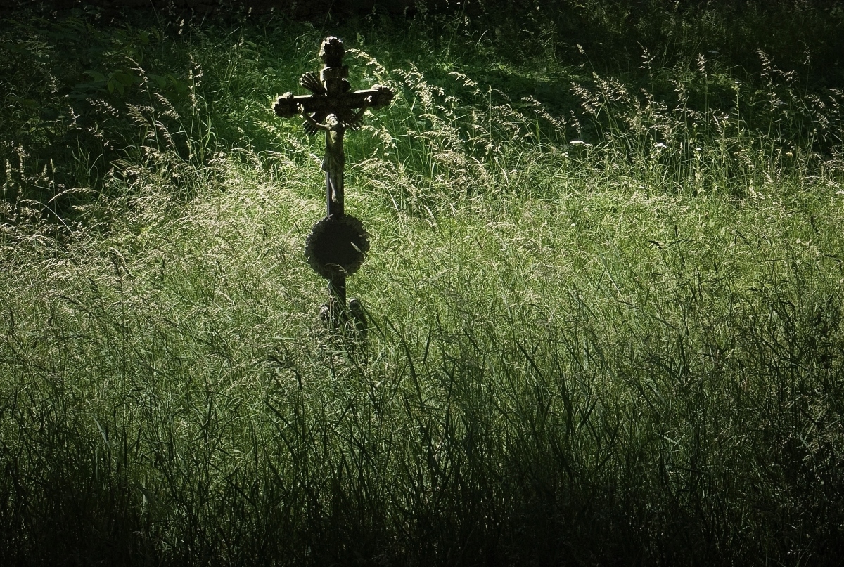 Světská sláva - polní tráva