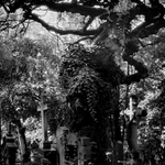 Zahrady ticha a zapomnění...7