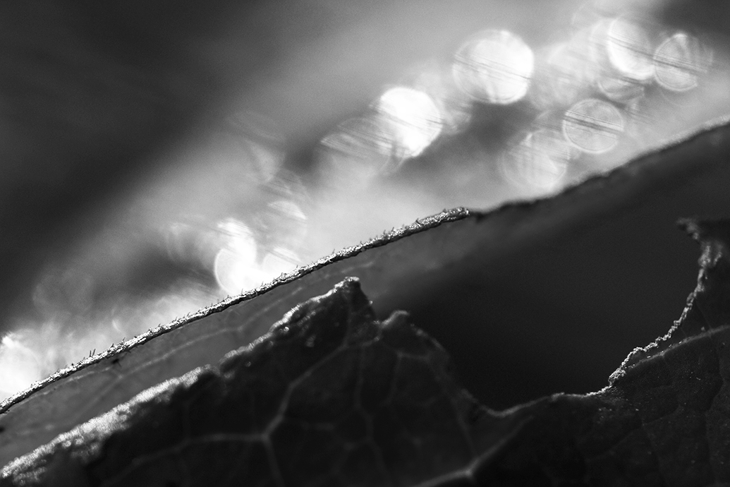 přeškrtnuté perly