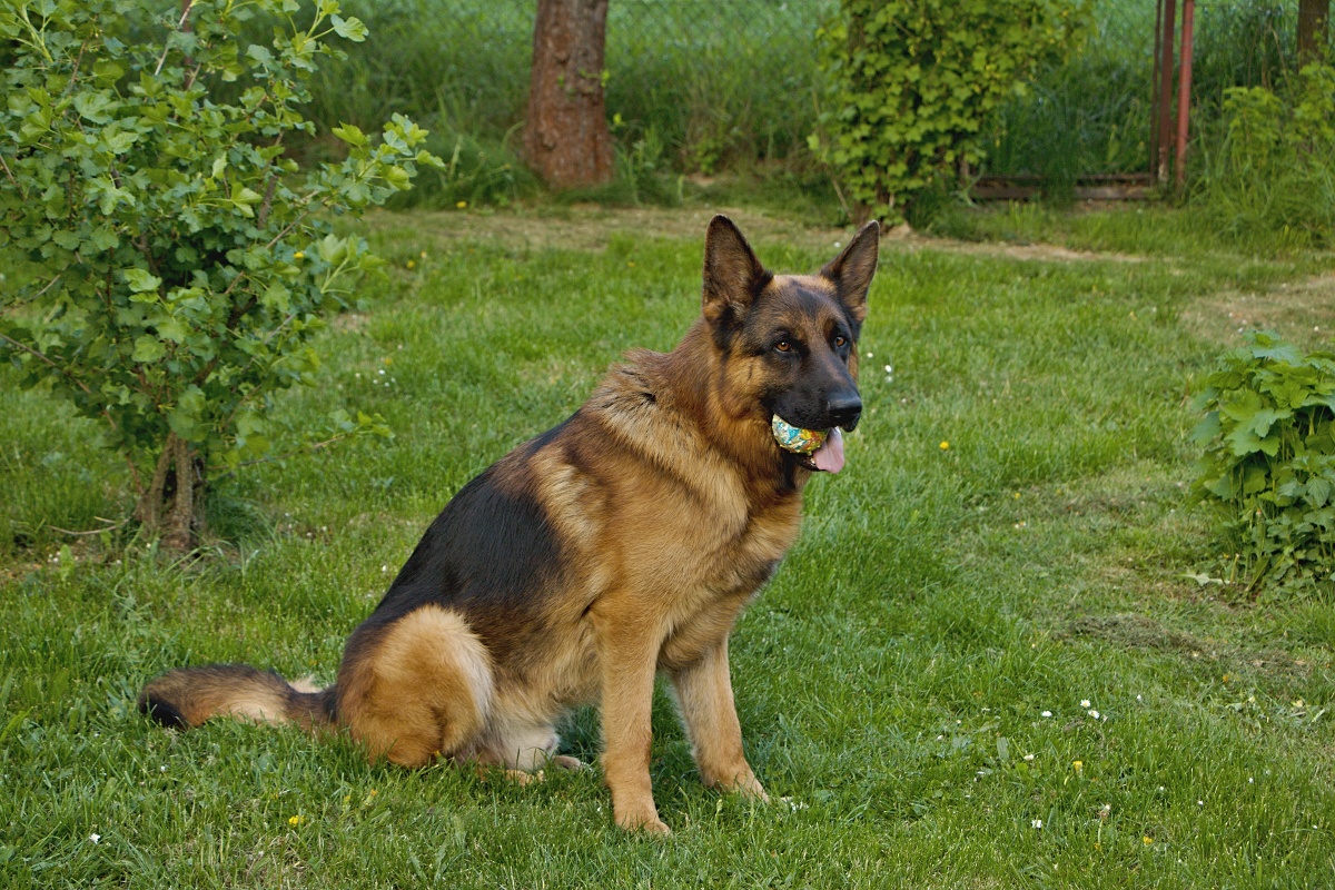 Rony