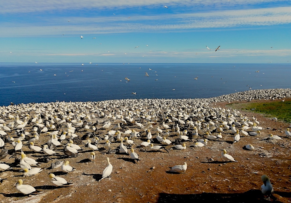 Na ostrove Bonavanture s Gannets