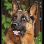 Můj nej kámoš Rony