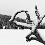 Zatoulané oko královny Nefertity...