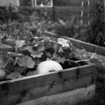 Blíží se podzim, budeme sklízet