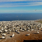 Na ostrove Bonavanture s Gannets