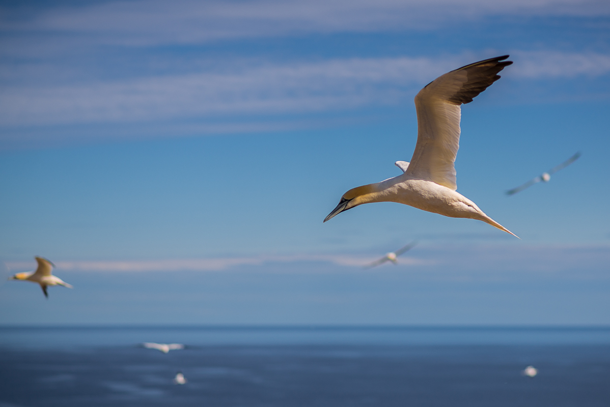 Gannet