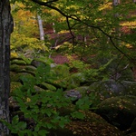 Podzim v Hornopožárském lese