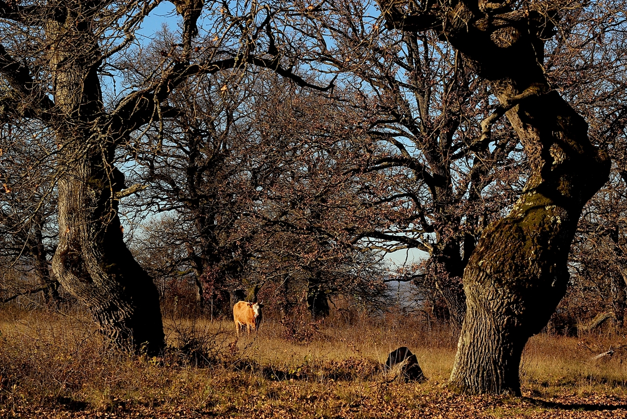 Gavurky - Panónsky dubový háj