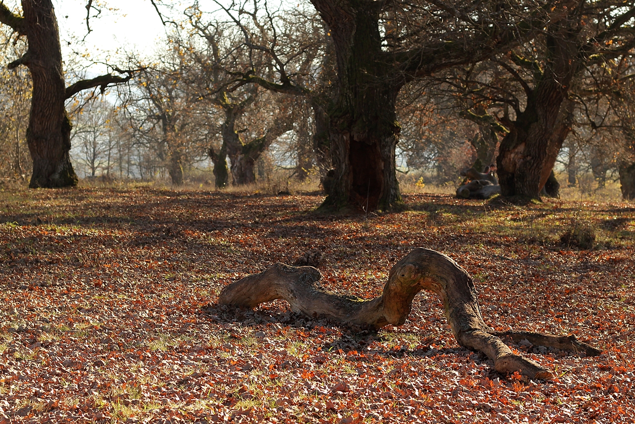 Gavurky - Panónsky dubový háj