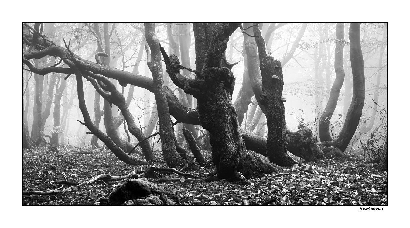 mlha v lese