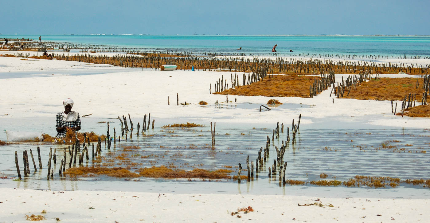 Plantáže rudých řas - Jambiani, Zanzibar