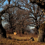 Gavurky - Panónsky dubový háj