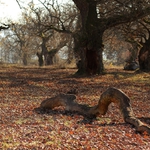 Gavurky - Panónsky dubový háj