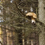 a hned vyprášit na příští rok