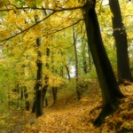 Podzimní park