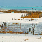 Plantáže rudých řas - Jambiani, Zanzibar