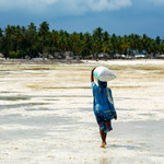 Transport sklizených řas, Zanzibar