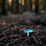 Jist ci nejist, tot otazka... :)