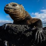 Leguán mořský