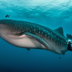 Největší ryba světa