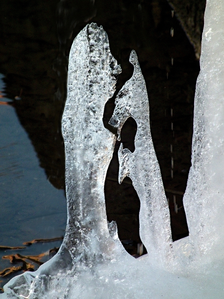 Páníček s psíkem