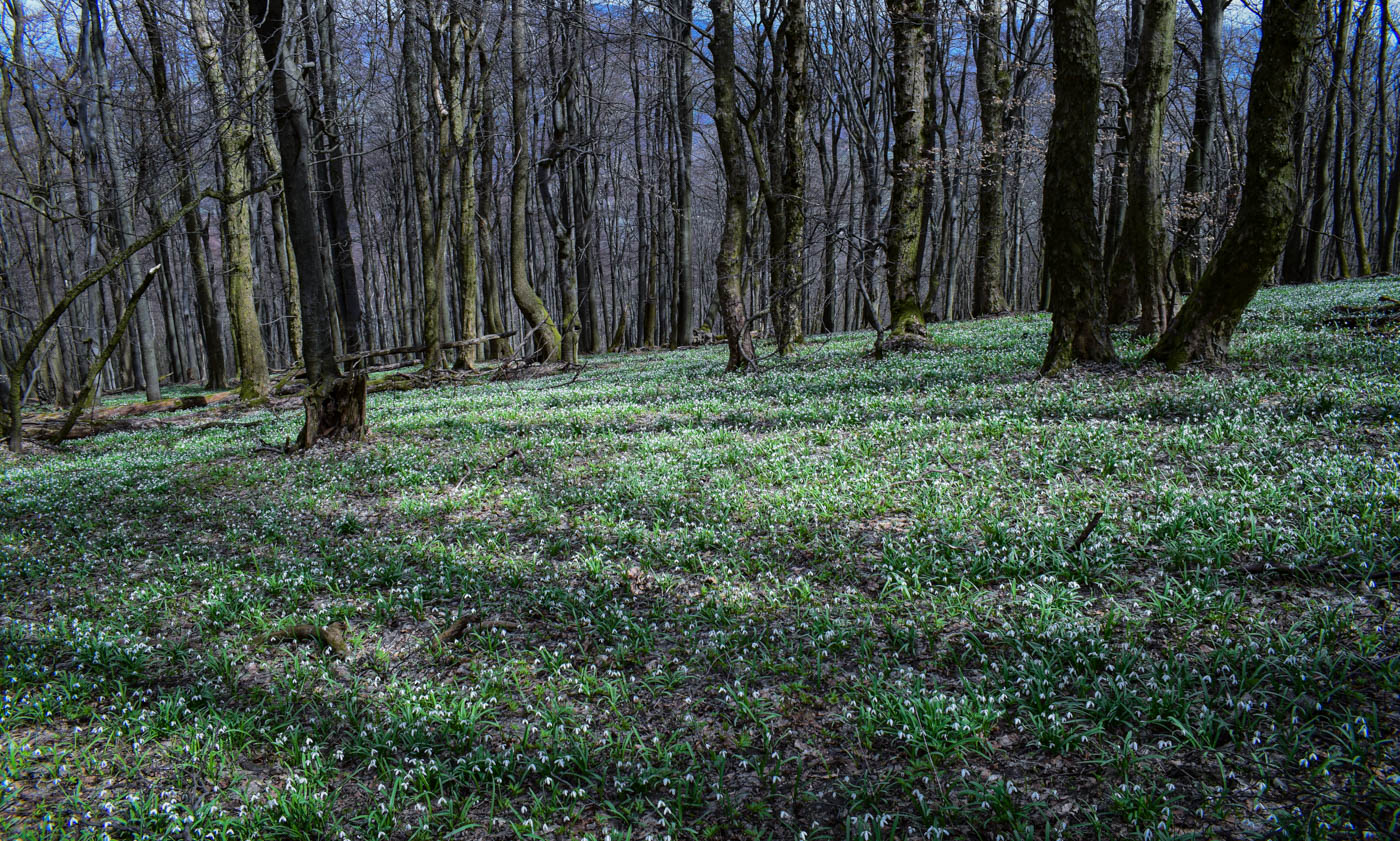 Sněženky
