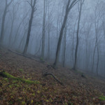 Hororové lesy II