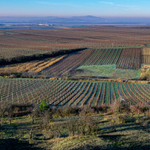Zimní vinohrady