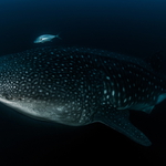 Něco ze tmy hlubin k hladině stoupá...