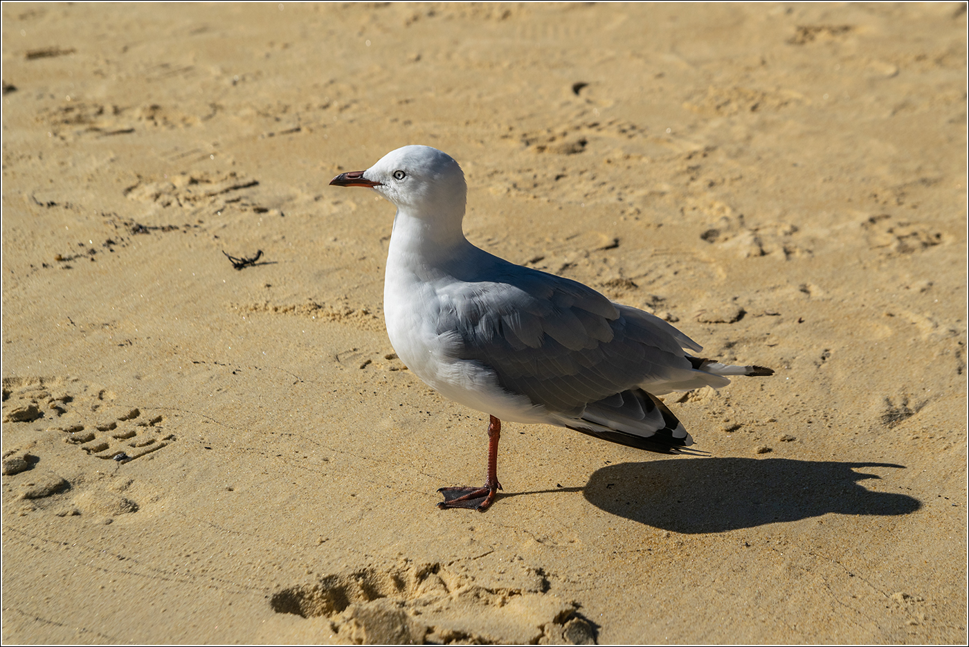 Racek jižní (Larus dominicanus)