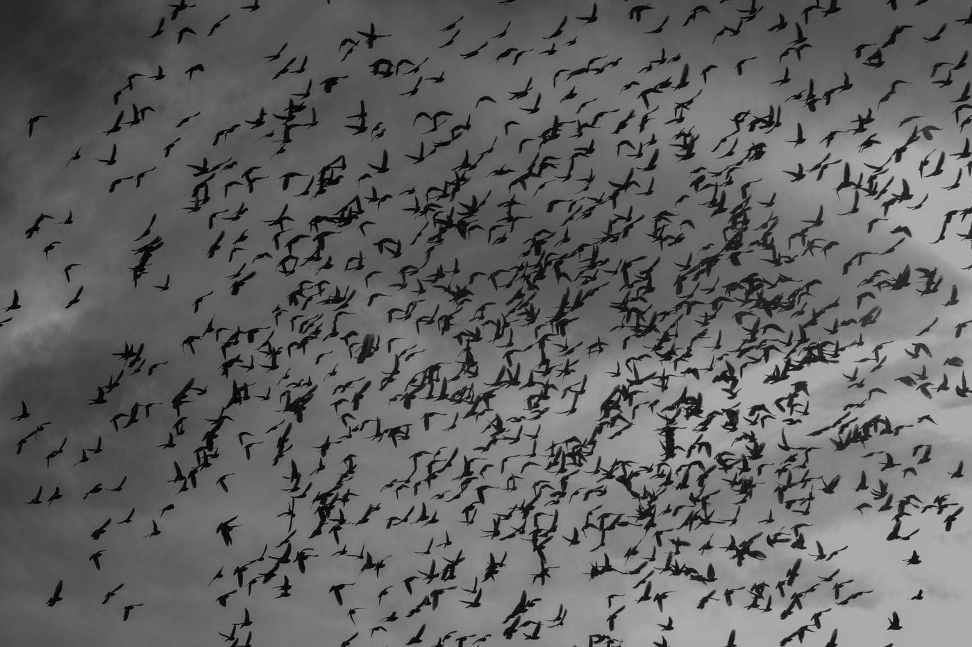 Hitchcock