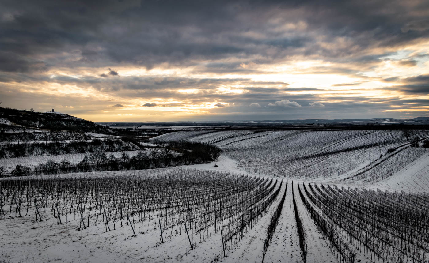 Vinohrady u Bílovic
