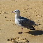 Racek jižní (Larus dominicanus)