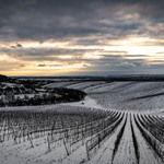 Vinohrady u Bílovic