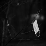 Rouškovník Ema Bezlistÿ (odruda '21)