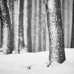 Jen si tak chodim krajinou